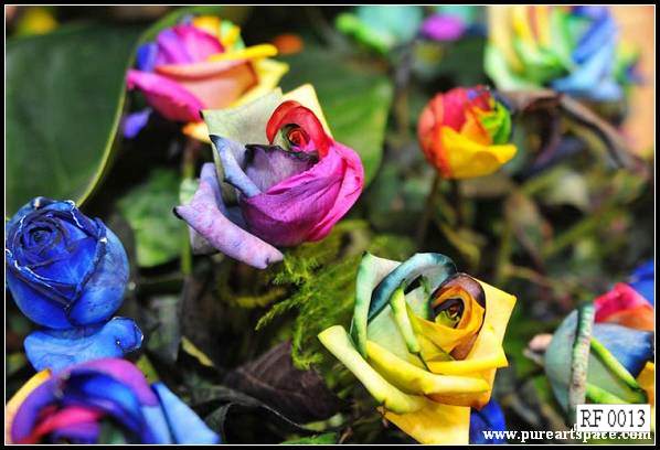 colourful roses