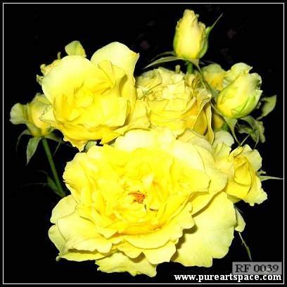 Yellow roses